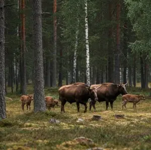 Rewilding och visenter i svensk skog